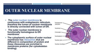 OUTER NUCLEAR MEMBRANE
 The outer nuclear membrane is
continuous with endoplasmic reticulum,
therefore the lumen of nuclear membrane
is directly connected with lumen of ER.
 The outer nuclear membrane is
functionally homologous to ER
membrane.
 The cytoplasmic surface of outer nuclear
membrane has ribosomes that are
different in composition of protein and
these ribosomes are enriched in
membrane proteins (for cytoskeleton
binding).
 