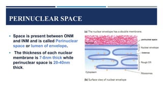 PERINUCLEAR SPACE
 Space is present between ONM
and INM and is called Perinuclear
space or lumen of envelope.
 The thickness of each nuclear
membrane is 7-8nm thick while
perinuclear space is 20-40nm
thick.
 