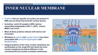 INNER NUCLEAR MEMBRANE
 Proteins that are specific to nucleus are present in
INM such as those that bind the nuclear lamina.
 Including Lamin B receptor (LBR), lamina-
associated polypeptide (LAP) 1, LAP2, emerin,
MAN1 and nurim.
 Most of these proteins interact with lamins and
chromatin.
 Mutations in emerin and nuclear lamins have been
associated with muscular dystrophies and
lipodystrophy.
 Integral proteins of the inner nuclear membrane are
synthesized on the rough ER and reach the inner
nuclear membrane by lateral diffusion in the
connected ER and nuclear envelope membranes.
 