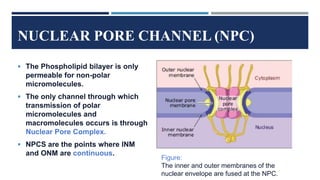 NUCLEAR PORE CHANNEL (NPC)
 The Phospholipid bilayer is only
permeable for non-polar
micromolecules.
 The only channel through which
transmission of polar
micromolecules and
macromolecules occurs is through
Nuclear Pore Complex.
 NPCS are the points where lNM
and ONM are continuous.
Figure:
The inner and outer membranes of the
nuclear envelope are fused at the NPC.
 
