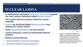NUCLEAR LAMINA
 In multicellular eukaryotes, a fibrous mesh work supports
the inner nuclear membrane called Nuclear Lamina
 The nuclear lamina is present inside the nuclear
envelope.
 Lamins are 60-80 kilo Dalton fibrous proteins that
makeup the nuclear lamina
 Some associated proteins are also present.
 Lamins belong to a class of intermediate filament
proteins.
 Nuclear Lamina disease:
1. Emery-Dreifuss muscular dystrophy
2. Hutchinson-Gilford progeria syndrome
 