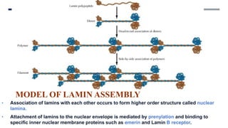 MODEL OF LAMIN ASSEMBLY
• Association of lamins with each other occurs to form higher order structure called nuclear
lamina.
• Attachment of lamins to the nuclear envelope is mediated by prenylation and binding to
specific inner nuclear membrane proteins such as emerin and Lamin B receptor.
 