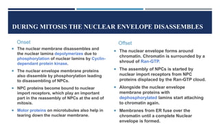 DURING MITOSIS THE NUCLEAR ENVELOPE DISASSEMBLES
Onset
 The nuclear membrane disassembles and
the nuclear lamina depolymerizes due to
phosphorylation of nuclear lamins by Cyclin-
dependant protein kinase.
 The nuclear envelope membrane proteins
also dissemble by phosphorylation leading
to disassembling of NPCs.
 NPC proteins become bound to nuclear
import receptors, which play an important
part in the reassembly of NPCs at the end of
mitosis.
 Motor proteins on microtubules also help in
tearing down the nuclear membrane.
Offset
 The nuclear envelope forms around
chromatin. Chromatin is surrounded by a
shroud of Ran-GTP.
 The assembly of NPCs is started by
nuclear import receptors from NPC
proteins displaced by the Ran-GTP cloud.
 Alongside the nuclear envelope
membrane proteins with
dephosphorylated lamins start attaching
to chromatin again.
 Membranes from ER fuse over the
chromatin until a complete Nuclear
envelope is formed.
 