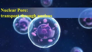 Nuclear Pore:
transport through nucleus
 