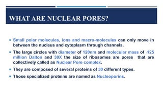 WHAT ARE NUCLEAR PORES?
 Small polar molecules, ions and macro-molecules can only move in
between the nucleus and cytoplasm through channels.
 The large circles with diameter of 120nm and molecular mass of ̴125
million Dalton and 30X the size of ribosomes are pores that are
collectively called as Nuclear Pore complex.
 They are composed of several proteins of 30 different types.
 Those specialized proteins are named as Nucleoporins.
 