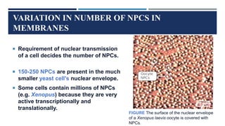 VARIATION IN NUMBER OF NPCS IN
MEMBRANES
 Requirement of nuclear transmission
of a cell decides the number of NPCs.
 150-250 NPCs are present in the much
smaller yeast cell's nuclear envelope.
 Some cells contain millions of NPCs
(e.g. Xenopus) because they are very
active transcriptionally and
translationally.
FIGURE The surface of the nuclear envelope
of a Xenopus laevis oocyte is covered with
NPCs.
 