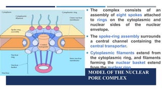 MODEL OF THE NUCLEAR
PORE COMPLEX
 The complex consists of an
assembly of eight spokes attached
to rings on the cytoplasmic and
nuclear sides of the nuclear
envelope.
 The spoke-ring assembly surrounds
a central channel containing the
central transporter.
 Cytoplasmic filaments extend from
the cytoplasmic ring, and filaments
forming the nuclear basket extend
from the nuclear ring.
 