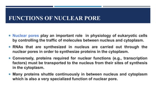 FUNCTIONS OF NUCLEAR PORE
 Nuclear pores play an important role in physiology of eukaryotic cells
by controlling the traffic of molecules between nucleus and cytoplasm.
 RNAs that are synthesized in nucleus are carried out through the
nuclear pores in order to synthesize proteins in the cytoplasm.
 Conversely, proteins required for nuclear functions (e.g., transcription
factors) must be transported to the nucleus from their sites of synthesis
in the cytoplasm.
 Many proteins shuttle continuously in between nucleus and cytoplasm
which is also a very specialized function of nuclear pore.
 