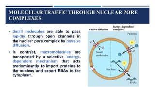 MOLECULAR TRAFFIC THROUGH NUCLEAR PORE
COMPLEXES
 Small molecules are able to pass
rapidly through open channels in
the nuclear pore complex by passive
diffusion.
 In contrast, macromolecules are
transported by a selective, energy-
dependent mechanism that acts
predominantly to import proteins to
the nucleus and export RNAs to the
cytoplasm.
 