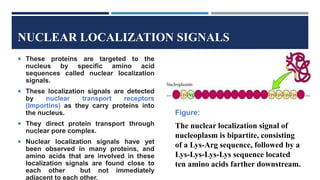 NUCLEAR LOCALIZATION SIGNALS
Figure:
The nuclear localization signal of
nucleoplasm is bipartite, consisting
of a Lys-Arg sequence, followed by a
Lys-Lys-Lys-Lys sequence located
ten amino acids farther downstream.
 These proteins are targeted to the
nucleus by specific amino acid
sequences called nuclear localization
signals.
 These localization signals are detected
by nuclear transport receptors
(Importins) as they carry proteins into
the nucleus.
 They direct protein transport through
nuclear pore complex.
 Nuclear localization signals have yet
been observed in many proteins, and
amino acids that are involved in these
localization signals are found close to
each other but not immediately
adjacent to each other.
 