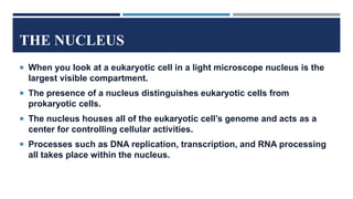 THE NUCLEUS
 When you look at a eukaryotic cell in a light microscope nucleus is the
largest visible compartment.
 The presence of a nucleus distinguishes eukaryotic cells from
prokaryotic cells.
 The nucleus houses all of the eukaryotic cell’s genome and acts as a
center for controlling cellular activities.
 Processes such as DNA replication, transcription, and RNA processing
all takes place within the nucleus.
 