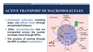 ACTIVE TRANSPORT OF MACROMOLECULES
 Uncharged molecules including
water, can diffuse freely through
phospholipid bilayers.
 Other macromolecules that are
transported across the nuclear
envelope move through NPCs.
 The process of moving through
the NPC is called translocation.
 