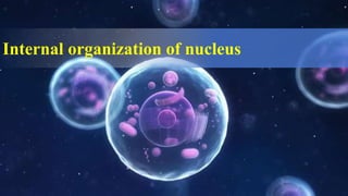 Internal organization of nucleus
 
