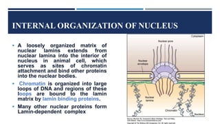 INTERNAL ORGANIZATION OF NUCLEUS
 A loosely organized matrix of
nuclear lamins extends from
nuclear lamina into the interior of
nucleus in animal cell, which
serves as sites of chromatin
attachment and bind other proteins
into the nuclear bodies.
 Chromatin is organized into large
loops of DNA and regions of these
loops are bound to the lamin
matrix by lamin binding proteins.
 Many other nuclear proteins form
Lamin-dependent complex
 
