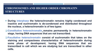 CHROMOSOMES AND HIGHER ORDER CHROMATIN
STRUCTURES
 During interphase the heterochromatin remains highly condensed and
inactive and euchromatin is de-condensed and distributed throughout
the nucleus, a heterochromatin is of two types:
 Constitutive heterochromatin remains permanently in heterochromatin
stage, having DNA sequences that are not transcribed.
 Facultative heterochromatin consist of euchromatin that takes on the
staining and compactness characteristics of heterochromatin during
some phase of development, having DNA sequences that are
transcribed in cell which we are studying but are transcribed in other
cells.
 