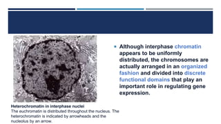  Although interphase chromatin
appears to be uniformly
distributed, the chromosomes are
actually arranged in an organized
fashion and divided into discrete
functional domains that play an
important role in regulating gene
expression.
Heterochromatin in interphase nuclei
The euchromatin is distributed throughout the nucleus. The
heterochromatin is indicated by arrowheads and the
nucleolus by an arrow.
 