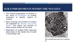 SUB-COMPARTMENTS WITHIN THE NUCLEUS
 The internal organization of nucleus is
the result of localization of nuclear
processes to specific regions of
nucleus.
 Many enzymes and proteins of nucleus
are organized to discrete sub-nuclear
bodies. The nature and function of
these nuclear bodies are not clear.
 Replication of multiple DNA molecules
takes place on the cluster site of nuclei
in mammalian cell.
Sub-compartments within the nucleolus,
as
 