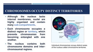 CHROMOSOMES OCCUPY DISTINCT TERRITORIES
 Although the nucleus lacks
internal membranes, nuclei are
highly organized and contain
many sub-compartments.
 Each chromosome occupies a
distinct region or territory, which
prevents chromosomes from
becoming entangled with one
another.
 The nucleus contains both
chromosome domains and inter-
chromosomal regions.
Individual chromosomes occupy distinct areas
of the nucleus called chromosome territories.
 