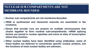 NUCLEAR SUB COMPARTMENTS ARE NOT
MEMBRANE-BOUNDED
 Nuclear sub compartments are not membrane-bounded.
 rRNA is synthesized and ribosomal subunits are assembled in the
nucleolus.
 Genes that encode runs are present on multiple chromosomes that
cluster together to form nucleoli sub-compartments, mRNA splicing
factors are stored in nuclear speckles and move to sites of transcription
where they function.
 Other nuclear bodies have been identified using antibodies; some of
these bodies are believed to concentrate specific nuclear proteins, but
the functions of most nuclear bodies are unknown.
 