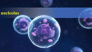 nucleolus
 