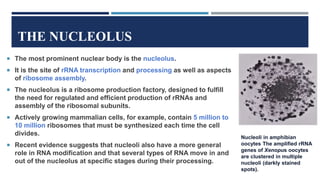 THE NUCLEOLUS
 The most prominent nuclear body is the nucleolus.
 It is the site of rRNA transcription and processing as well as aspects
of ribosome assembly.
 The nucleolus is a ribosome production factory, designed to fulfill
the need for regulated and efficient production of rRNAs and
assembly of the ribosomal subunits.
 Actively growing mammalian cells, for example, contain 5 million to
10 million ribosomes that must be synthesized each time the cell
divides.
 Recent evidence suggests that nucleoli also have a more general
role in RNA modification and that several types of RNA move in and
out of the nucleolus at specific stages during their processing.
Nucleoli in amphibian
oocytes The amplified rRNA
genes of Xenopus oocytes
are clustered in multiple
nucleoli (darkly stained
spots).
 