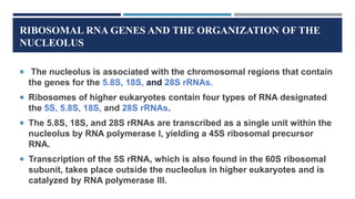 RIBOSOMAL RNA GENES AND THE ORGANIZATION OF THE
NUCLEOLUS
 The nucleolus is associated with the chromosomal regions that contain
the genes for the 5.8S, 18S, and 28S rRNAs.
 Ribosomes of higher eukaryotes contain four types of RNA designated
the 5S, 5.8S, 18S, and 28S rRNAs.
 The 5.8S, 18S, and 28S rRNAs are transcribed as a single unit within the
nucleolus by RNA polymerase I, yielding a 45S ribosomal precursor
RNA.
 Transcription of the 5S rRNA, which is also found in the 60S ribosomal
subunit, takes place outside the nucleolus in higher eukaryotes and is
catalyzed by RNA polymerase III.
 