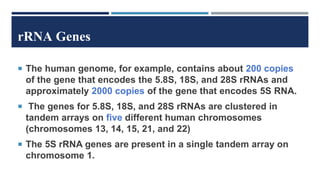 rRNA Genes
 The human genome, for example, contains about 200 copies
of the gene that encodes the 5.8S, 18S, and 28S rRNAs and
approximately 2000 copies of the gene that encodes 5S RNA.
 The genes for 5.8S, 18S, and 28S rRNAs are clustered in
tandem arrays on five different human chromosomes
(chromosomes 13, 14, 15, 21, and 22)
 The 5S rRNA genes are present in a single tandem array on
chromosome 1.
 