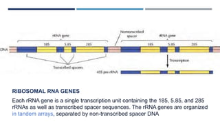 RIBOSOMAL RNA GENES
Each rRNA gene is a single transcription unit containing the 185, 5.85, and 285
rRNAs as well as transcribed spacer sequences. The rRNA genes are organized
in tandem arrays, separated by non-transcribed spacer DNA
 