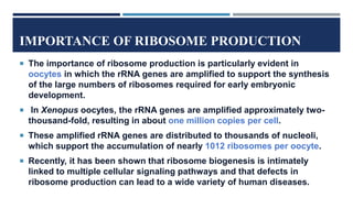 IMPORTANCE OF RIBOSOME PRODUCTION
 The importance of ribosome production is particularly evident in
oocytes in which the rRNA genes are amplified to support the synthesis
of the large numbers of ribosomes required for early embryonic
development.
 In Xenopus oocytes, the rRNA genes are amplified approximately two-
thousand-fold, resulting in about one million copies per cell.
 These amplified rRNA genes are distributed to thousands of nucleoli,
which support the accumulation of nearly 1012 ribosomes per oocyte.
 Recently, it has been shown that ribosome biogenesis is intimately
linked to multiple cellular signaling pathways and that defects in
ribosome production can lead to a wide variety of human diseases.
 