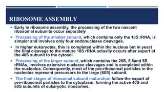 RIBOSOME ASSEMBLY
 Early in ribosome assembly, the processing of the two nascent
ribosomal subunits occur separately
 Processing of the smaller subunit, which contains only the 18S rRNA, is
simpler and involves only four endonuclease cleavages.
 In higher eukaryotes, this is completed within the nucleus but in yeast
the final cleavage to the mature 18S rRNA actually occurs after export of
the 40S subunit to the cytosol.
 Processing of the larger subunit, which contains the 28S, 5.8and 5S
rRNAs, involves extensive nuclease cleavages and is completed within
the nucleolus. Consequently, most of the pre-ribosomal particles in the
nucleolus represent precursors to the large (60S) subunit.
 The final stages of ribosomal subunit maturation follow the export of
pre-ribosomal particles to the cytoplasm, forming the active 40S and
60S subunits of eukaryotic ribosomes.
 