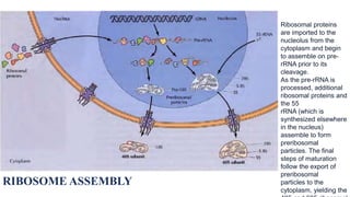 Ribosomal proteins
are imported to the
nucleolus from the
cytoplasm and begin
to assemble on pre-
rRNA prior to its
cleavage.
As the pre-rRNA is
processed, additional
ribosomal proteins and
the 55
rRNA (which is
synthesized elsewhere
in the nucleus)
assemble to form
preribosomal
particles. The final
steps of maturation
follow the export of
preribosomal
particles to the
cytoplasm, yielding the
RIBOSOME ASSEMBLY
 