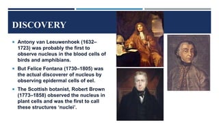 DISCOVERY
 Antony van Leeuwenhoek (1632–
1723) was probably the first to
observe nucleus in the blood cells of
birds and amphibians.
 But Felice Fontana (1730–1805) was
the actual discoverer of nucleus by
observing epidermal cells of eel.
 The Scottish botanist, Robert Brown
(1773–1858) observed the nucleus in
plant cells and was the first to call
these structures ‘nuclei’.
 
