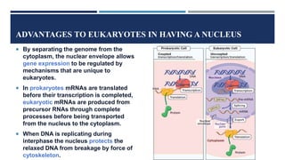 ADVANTAGES TO EUKARYOTES IN HAVING A NUCLEUS
 By separating the genome from the
cytoplasm, the nuclear envelope allows
gene expression to be regulated by
mechanisms that are unique to
eukaryotes.
 In prokaryotes mRNAs are translated
before their transcription is completed,
eukaryotic mRNAs are produced from
precursor RNAs through complete
processes before being transported
from the nucleus to the cytoplasm.
 When DNA is replicating during
interphase the nucleus protects the
relaxed DNA from breakage by force of
cytoskeleton.
 
