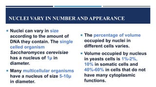 NUCLEI VARY IN NUMBER AND APPEARANCE
 Nuclei can vary in size
according to the amount of
DNA they contain. The single
celled organism
Saccharomyces cerevisiae
has a nucleus of 1µ in
diameter.
 Many multicellular organisms
have a nucleus of size 5-10µ
in diameter.
 The percentage of volume
occupied by nuclei in
different cells varies.
 Volume occupied by nucleus
in yeasts cells is 1%-2%,
10% in somatic cells and
40%-60% in cells that do not
have many cytoplasmic
functions.
 