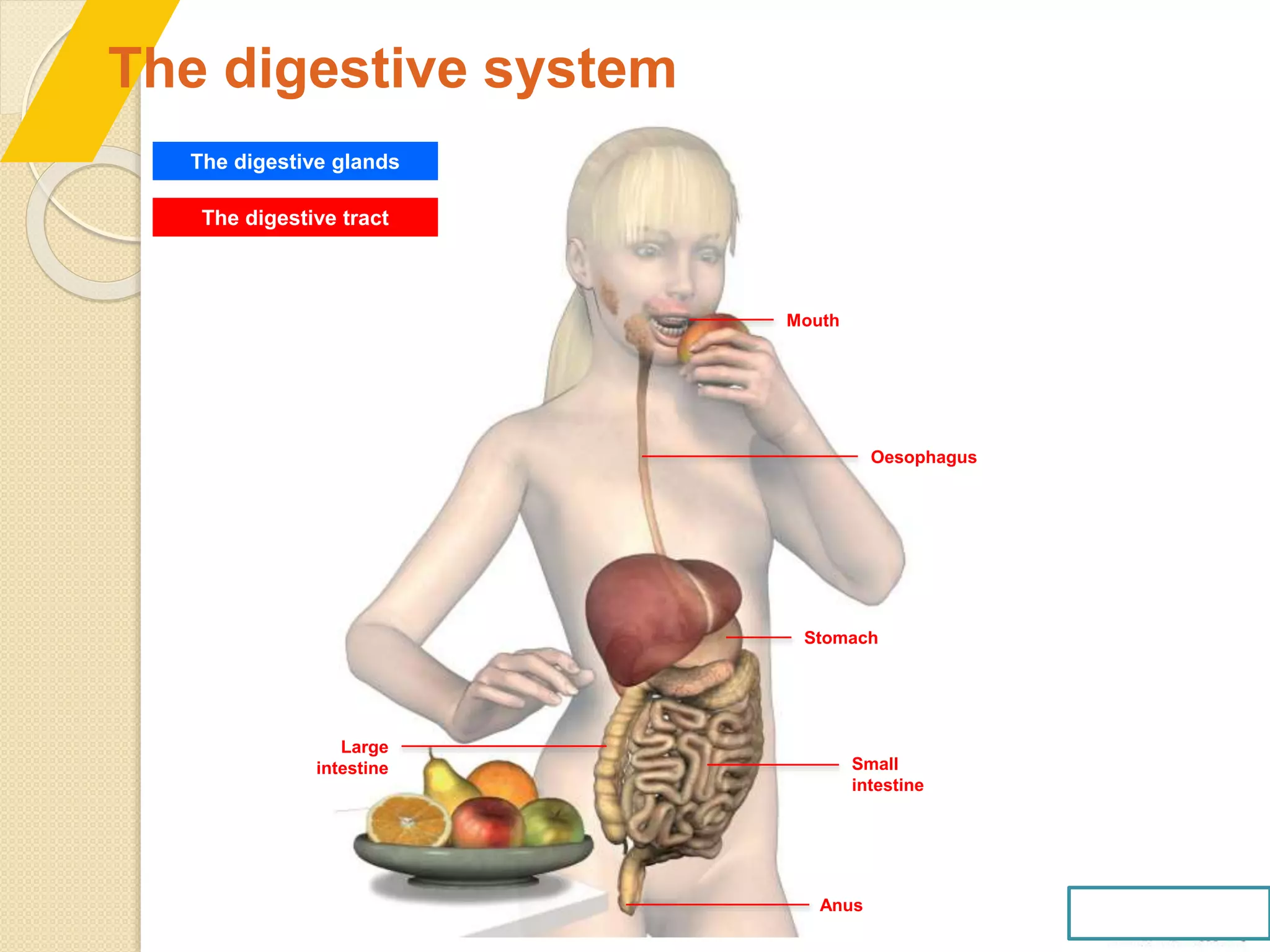The digestive system
The digestive glands
The digestive tract
Mouth
Oesophagus
Stomach
Large
intestine Small
intestine
Anus
 