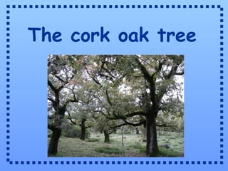 The cork oak tree 