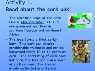 Activity 1. Read about the cork oak The scientific name of the Cork Oak is  Quercus suber .  It is an evergreen oak and lives in southwest Europe and northwest Africa. The tree forms a thick corky bark. This bark can develop considerable thickness and can be harvested every 10 to 12 years as cork.  The harvesting of cork does not harm the tree and a new layer of cork regrows. The tree is widely cultivated in different Mediterranean countries as Spain.   