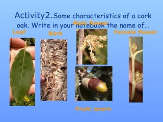 Activity2. Some characteristics of a cork oak. Write in your notebook the name of… Leaf Bark Male flower Female flower Fruit: acorn 