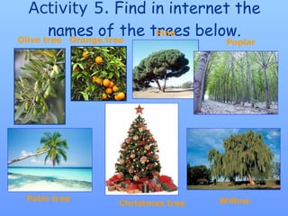 Activity 5.  Find in internet the names of the trees below. Olive  tree Orange  tree Pine Poplar Palm tree Christmas tree Willow 