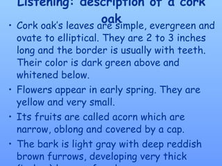 Listening: description of a cork oak Cork oak’s leaves are simple, evergreen and ovate to elliptical. They are 2 to 3 inches long and the border is usually with teeth. Their color is dark green above and whitened below.  Flowers appear in early spring. They are yellow and very small. Its fruits are called acorn which are narrow, oblong and covered by a cap. The bark is light gray with deep reddish brown furrows, developing very thick (inches) layers of cork. Is a medium sized tree, up to 65 feet tall.  