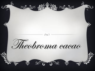 Theobroma cacao
 