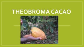 THEOBROMA CACAO
 