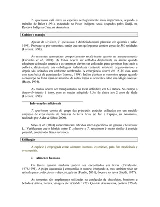 T. speciosum está entre as espécies ecologicamente mais importantes, segundo o
trabalho de Balée (1994), executado no Posto Indígena Awá, ocupados pelos Guajá, na
Reserva Indígena Caru, na Amazônia.

Cultivo e manejo

       Apesar de silvestre, T. speciosum é deliberadamente plantado em quintais (Balée,
1994). Propaga-se por sementes, sendo que um quilograma contém cerca de 380 unidades
(Lorenzi, 1998).

        As sementes apresentam comportamento recalcitrante quanto ao armazenamento
(Carvalho et al., 2001). Os frutos devem ser colhidos diretamente da árvore quando
adquirem coloração amarela e as sementes devem ser colocadas para germinar logo após a
colheita, diretamente em embalagens individuais contendo substrato organo-arenoso e
depois são deixadas em ambiente sombreado. A emergência ocorre em 15-25 dias, com
uma taxa baixa de germinação (Lorenzi, 1998). Índios plantam as sementes apenas quando
o exocarpo do fruto torna-se amarelo, de outra forma as sementes estão em estágio inviável
(Balée, 1994).

       As mudas devem ser transplantadas no local definitivo em 6-7 meses. No campo o
desenvolvimento é lento, com as mudas atingindo 1,5m de altura aos 2 anos de idade
(Lorenzi, 1998).
_______________________________________
      Informações adicionais

        T. speciosum consta do grupo das principais espécies utilizadas em um modelo
empírico de crescimento de florestas de terra firme no Jarí e Tapajós, na Amazônia,
realizado por Alder & Silva (2000).

       Silva et al. (2004) caracterizaram híbridos inter-específicos do gênero Theobroma
L.. Verificaram que o híbrido entre T. sylvestre x T. speciosum é muito similar à espécie
parental, produzindo flores no tronco.

Utilização

      A espécie é empregada como alimento humano, cosmético, para fins medicinais e
ornamentais.

            Alimento humano

        Os frutos quando maduros podem ser encontrados em feiras (Cavalcante,
1974,1991). A polpa açucarada é consumida in natura, chupando-a, mas também pode ser
retirada para confeccionar refrescos, geléias (Ferrão, 2001), doces e sorvetes (Saddi, 1977).

       As sementes são amplamente utilizadas na confecção de chocolates, bombons e
bebidas (vinhos, licores, vinagres etc.) (Saddi, 1977). Quando descascadas, contêm 27% de
 