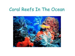 Coral Reefs In The Ocean
 