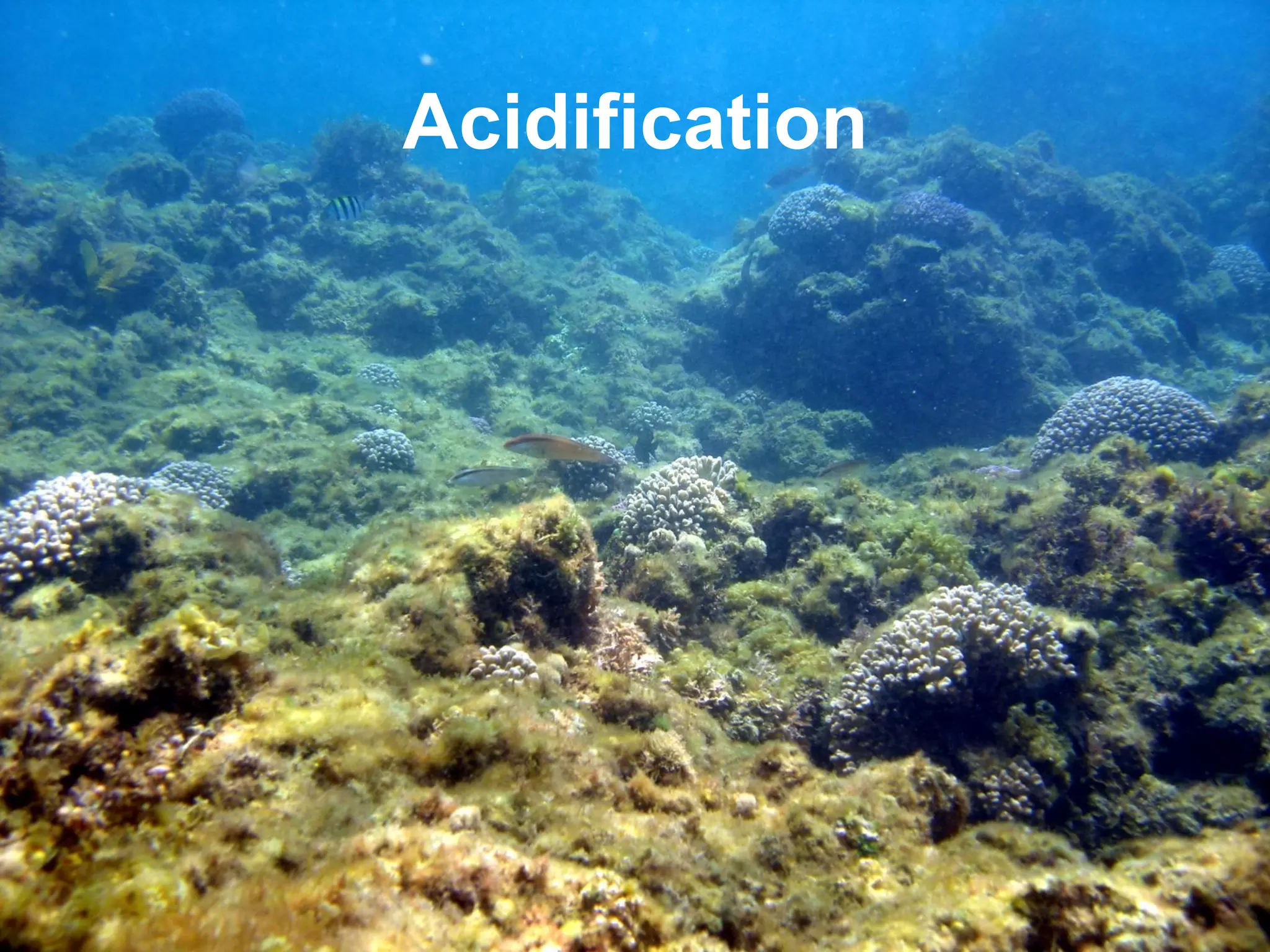 Acidification
 