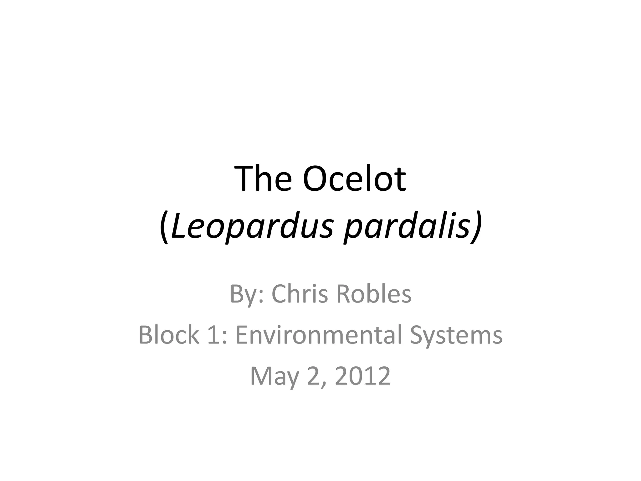 The ocelot | PPT