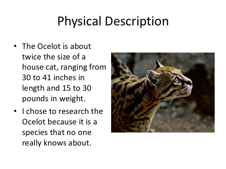 the ocelot ocelot size
