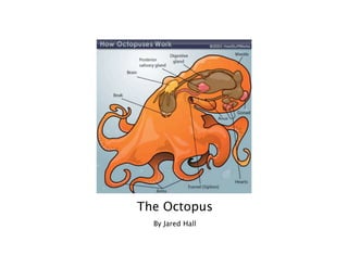The Octopus
  By Jared Hall
 