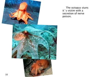 The octopus stuns
     it`s victim with a
     secretion of nerve
     poison.




10
 