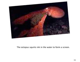 The octopus squirts ink in the water to form a screen.




                                                         11
 